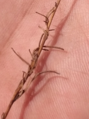 Cordylanthus rigidus rigidus