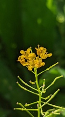 Rorippa sylvestris