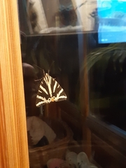 Euplagia quadripunctaria