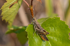 Chorthippus biguttulus