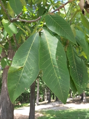 Carya ovalis
