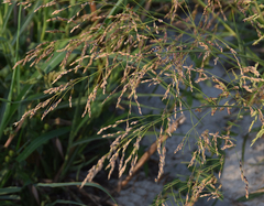 Panicum