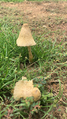 Leucocoprinus birnbaumii