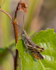 Chorthippus biguttulus