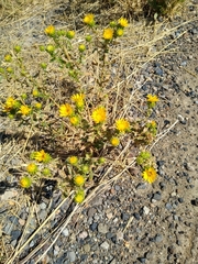 Grindelia squarrosa
