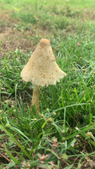 Leucocoprinus birnbaumii