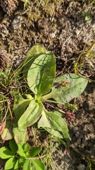 Plantago major