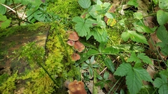 Tricholomopsis rutilans