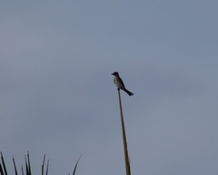 Tyrannus dominicensis