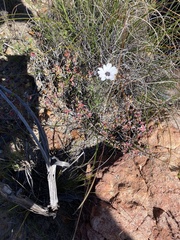 Dimorphotheca montana