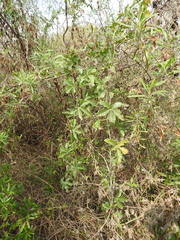 Passiflora caerulea