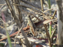 Melanoplini