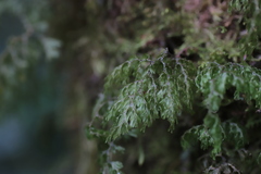 Hymenophyllaceae
