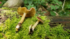 Tricholomopsis rutilans