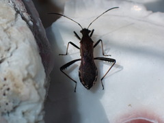 Alydus pilosulus