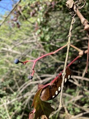 Eumorpha pandorus