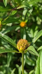 Bidens tripartita