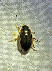 Tropisternus collaris