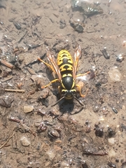 Vespula atropilosa