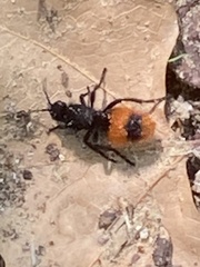 Dasymutilla clotho