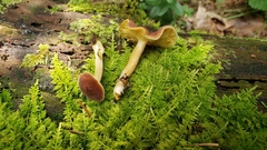 Tricholomopsis rutilans