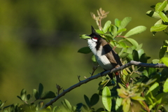 Pycnonotus jocosus