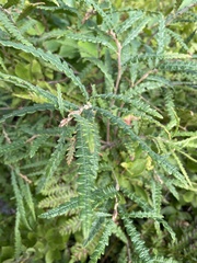 Comptonia peregrina