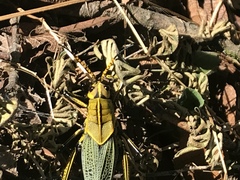 Taeniopoda tamaulipensis