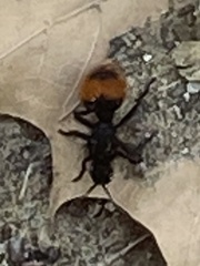 Dasymutilla clotho