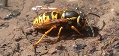 Vespula atropilosa