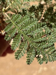 Chamaebatia foliolosa