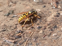 Vespula atropilosa