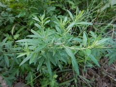 Artemisia vulgaris