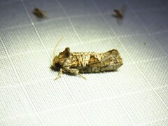 Acrolophus piger