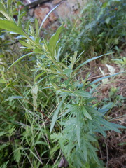 Artemisia vulgaris