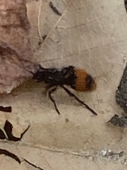 Dasymutilla clotho