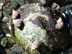 Littorina littorea