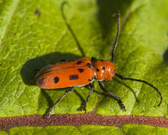 Tetraopes tetrophthalmus