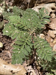 Chamaebatia foliolosa