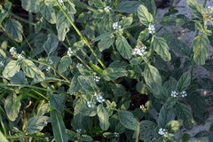 Heliotropium europaeum