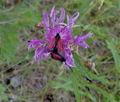 Zygaena minos