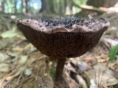Strobilomyces strobilaceus