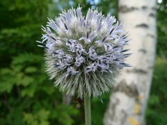 Echinops exaltatus