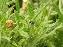 Macrohaltica transversa