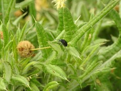 Macrohaltica transversa