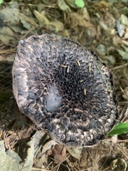 Strobilomyces strobilaceus