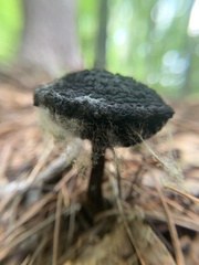 Strobilomyces strobilaceus