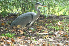 Ardea cinerea