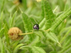 Macrohaltica transversa