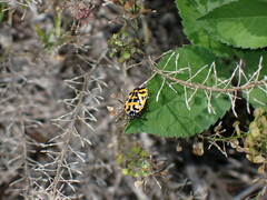 Murgantia histrionica